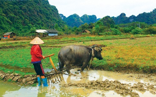 Tet in Viet Hai fishing village attractive to foreign tourists  - ảnh 3